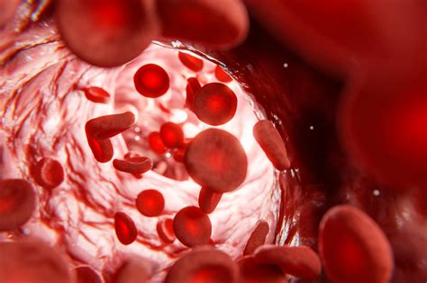 vad gör blodkroppar